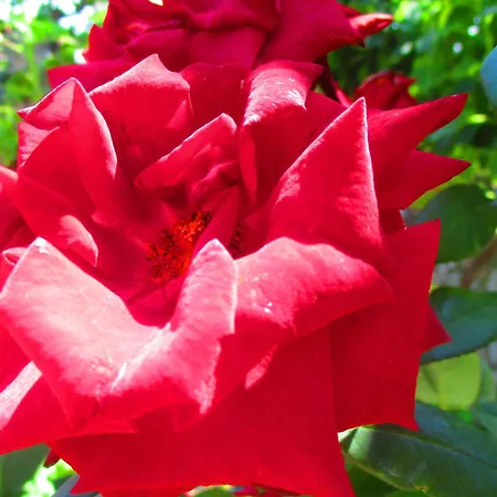 Casa Din Vama * Vama Veche