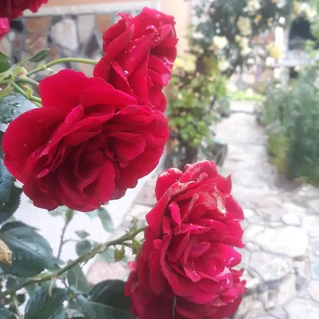 Casa Din Vama * Vama Veche