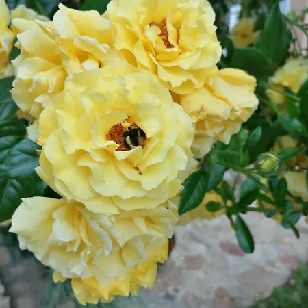 Habitación en casa particular Casa Din Vama