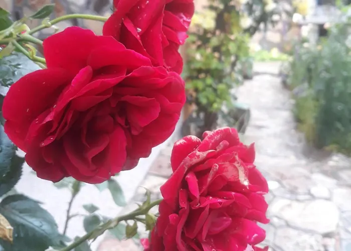 Casa Din Vama * Vama Veche